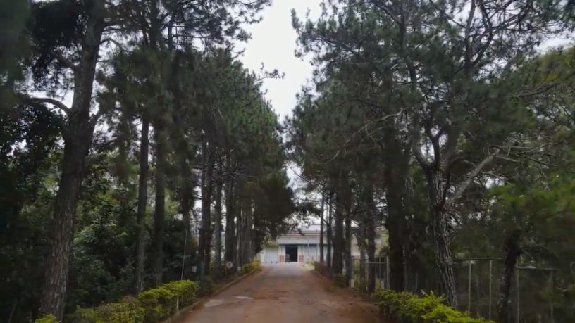 Família Shih
